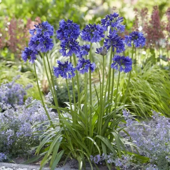 AGAPANTHUS x Blue Thunder