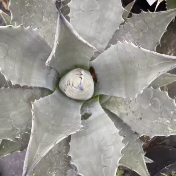 AGAVE deserti deserti