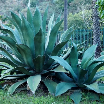 AGAVE ferox