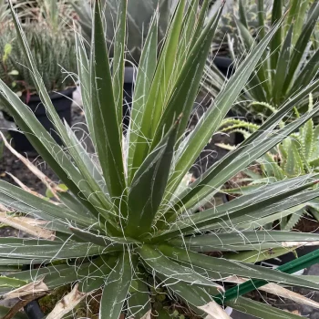 AGAVE filifera Schidigera