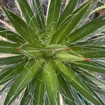 AGAVE filifera