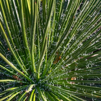 AGAVE geminiflora