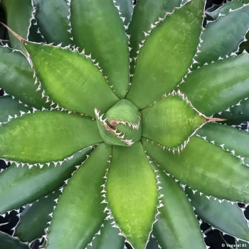 AGAVE horrida