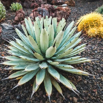 AGAVE macroacantha