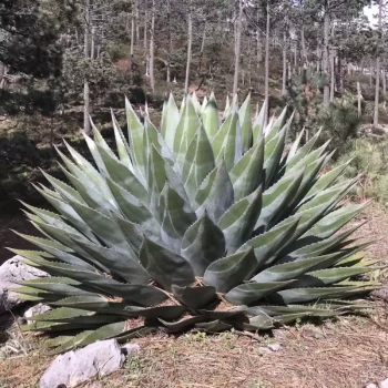 AGAVE montana x gentryi