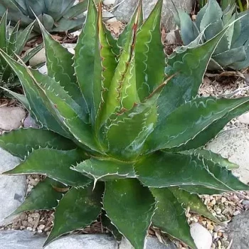 AGAVE montana