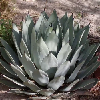 AGAVE palmeri