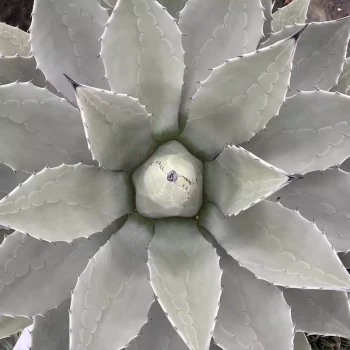 AGAVE parryi Parryi