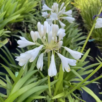 AGAPANTHUS x Petit Eskimo