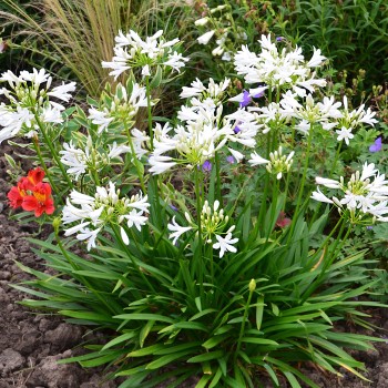 AGAPANTHUS x Pitchoune White