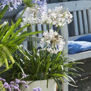AGAPANTHUS x Polar Ice