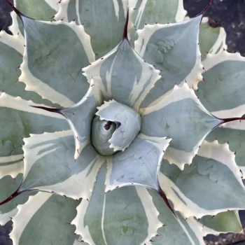 AGAVE potatorum Eye Scream