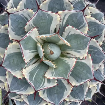 AGAVE potatorum Kichijokan