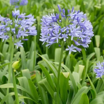 AGAPANTHUS x Queen Anne