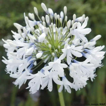 AGAPANTHUS x Queen Mum