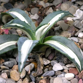 AGAVE spectabilis Mediopicta Alba