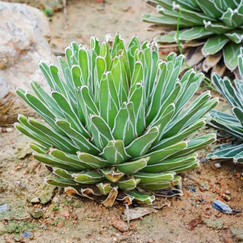 AGAVE victoria-reginae