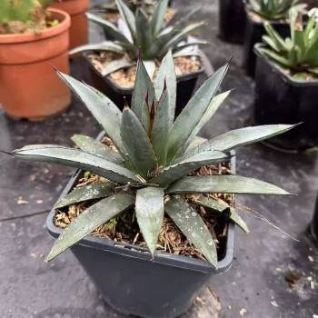 AGAVE x Blue Emperor