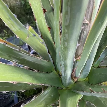 AGAVE xylonacantha Swordfish