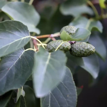 ALNUS cordata