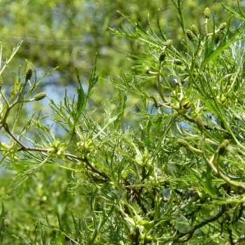 ALNUS glutinosa Imperialis