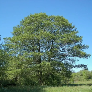 ALNUS glutinosa