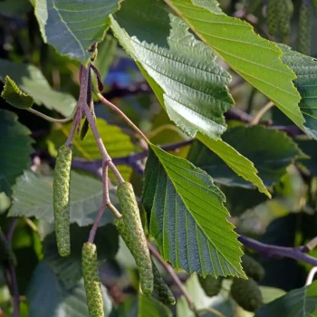 ALNUS incana