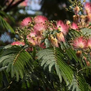 ALBIZIA julibrissin Ombrella