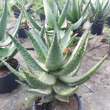 ALOE marlothii