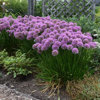 ALLIUM x Millenium