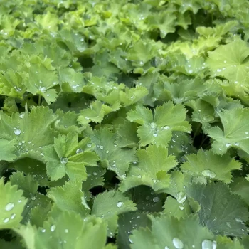ALCHEMILLA mollis