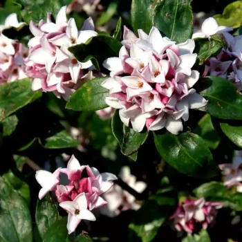 ALOCASIA odora