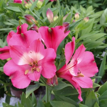 ALSTROEMERIA x Inticancha Romance