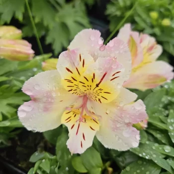 ALSTROEMERIA x Summer Paradise Time Valley