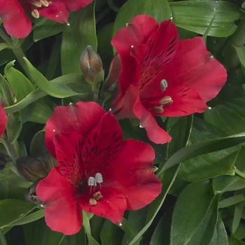 ALSTROEMERIA x Inticancha Valentino
