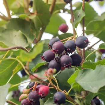 AMELANCHIER alnifolia Honeywood