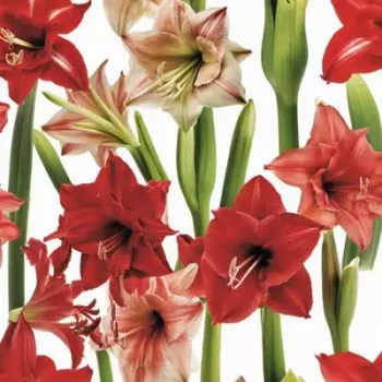 AMARYLLIS belladona