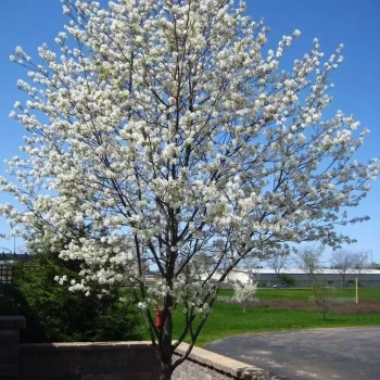 AMELANCHIER lamarckii Ballerina