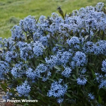 AMSONIA tabernaemontana