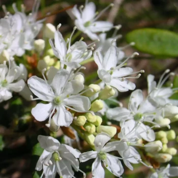 PRUNUS armeniaca Princesse