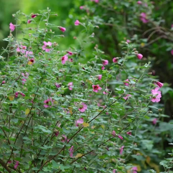ANISODONTEA capensis El Rayo