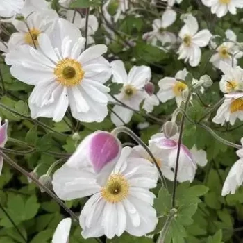 ANEMONE hupehensis Elsa