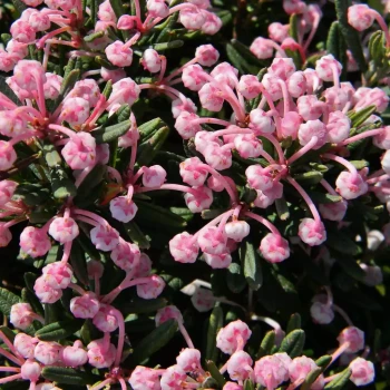 ANDROMEDA polifolia Blue Lagoon