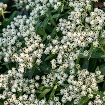 ANAPHALIS triplinervis Sommerschnee