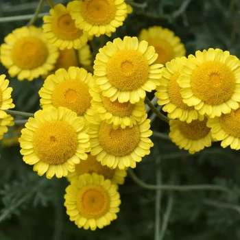ANTHEMIS x Variés