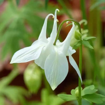 AQUILEGIA x Spring Magic Rose and White