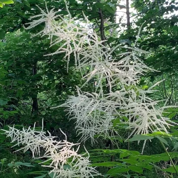 ARUNCUS aethusifolius x dioicus Chantillly Lace