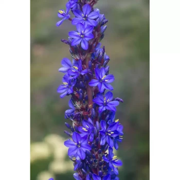 ARISTEA capitata Confusa major