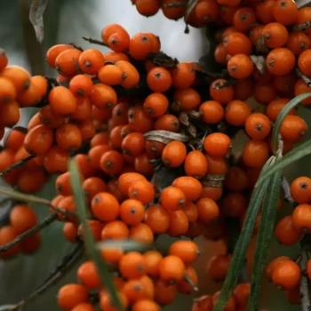HIPPOPHAE rhamnoides Friesdorfer Orange