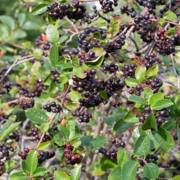 ARONIA melanocarpa